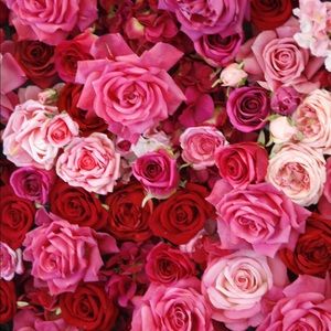 Meet your Posher, Victoria